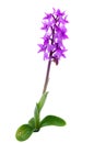 Early purple orchid isolated over white Ã¢â¬â Orchis mascula Royalty Free Stock Photo
